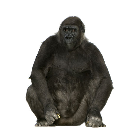 Young Silverback Gorilla in front of a white background