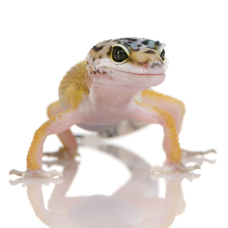 Young Leopard gecko in front of a white backgroundの写真素材