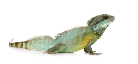 Bearded Dragon in front of a white backgroundの写真素材