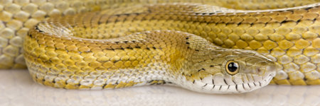 Elaphe guttata in front of a white backgroundの写真素材