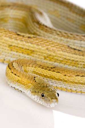 Elaphe guttata in front of a white background