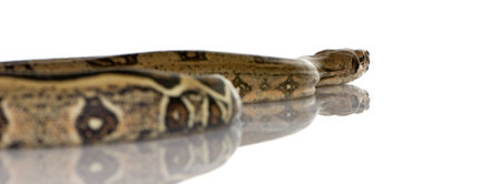 Boa constrictor in front of a white backgroundの写真素材