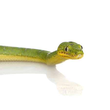 Emerald Tree Boa - Corallus caninus in front of a white background