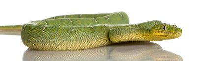 Emerald Tree Boa - Corallus caninus in front of a white background