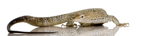Freckled Monitor in front of a white background