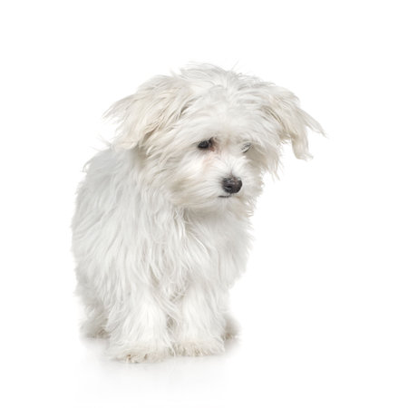 maltese dog in front of A white backgroundの写真素材
