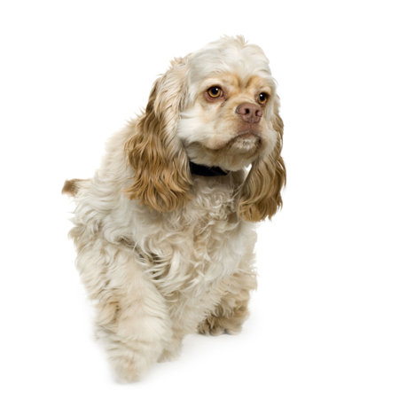American Cocker Spaniel (8 months) in front of a white background