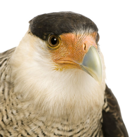 Southern Caracara (3 years) - Polyborus plancus in front of a white backgroundの写真素材