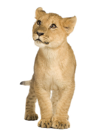 Lion Cub (5 months) in front of a white backgroundの写真素材