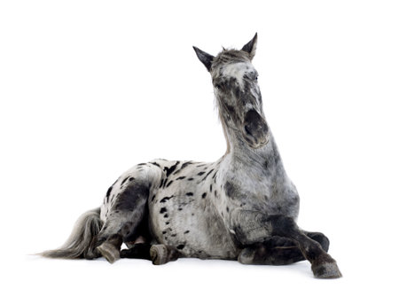 Appaloosa horse in front of a white backgroundの写真素材
