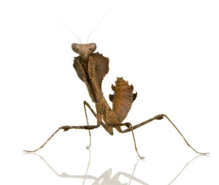 Young praying mantis - Deroplatys desiccata in front of a white backgroungの写真素材