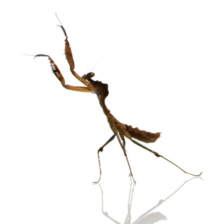 Young praying mantis - Deroplatys desiccata in front of a white backgroung