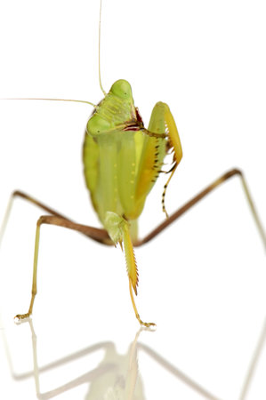 Young  praying mantis - Sphodromantis lineola in front of a white backgroung