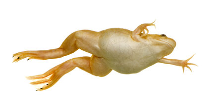 frog - Xenopus laevis  in front of a white backgroundの写真素材
