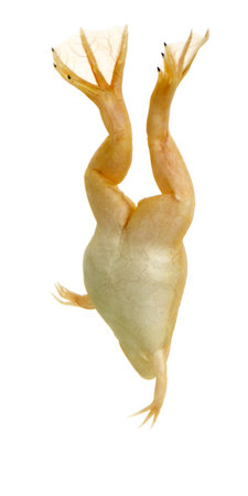 frog - Xenopus laevis  in front of a white backgroundの写真素材
