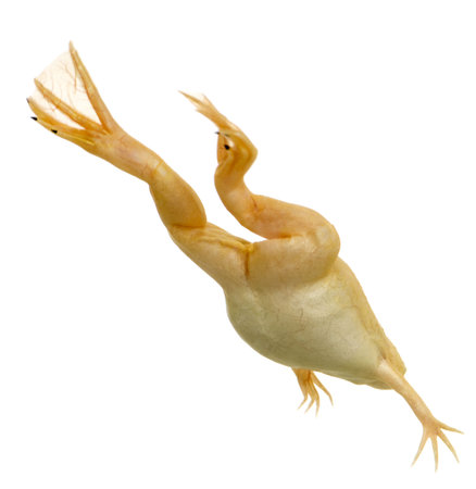 frog - Xenopus laevis  in front of a white backgroundの写真素材