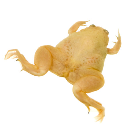 frog - Xenopus laevis  in front of a white backgroundの写真素材