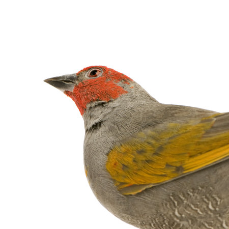 Red-headed Finch - Amadina erythrocephala in front of a white backgroundの写真素材