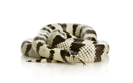 California Kingsnake - Lampropeltis getulus californiae in front of a white background