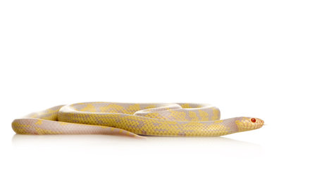 Corn Snake - Elaphe guttata in front of a white backgroundの写真素材