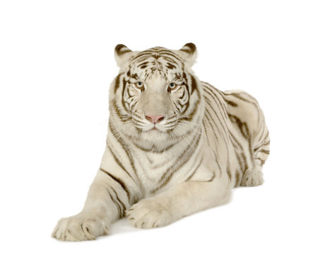White Tiger (3 years) in front of a white backgroundの写真素材