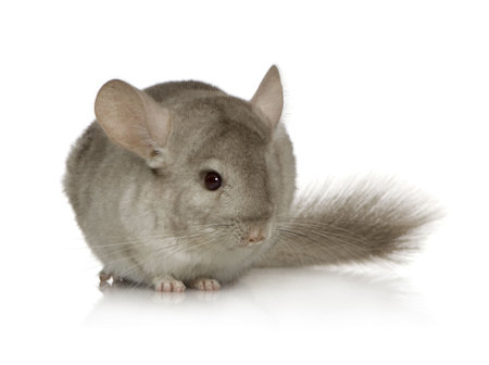 Young Chinchilla in front of white background.の写真素材