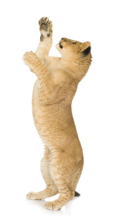 Lion Cub (6 months) in front of a white backgroundの写真素材