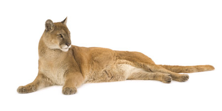Puma (17 years) - Puma concolor in front of a white backgroundの写真素材