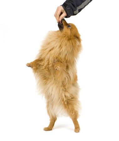 Spitz (3 years) in front of white backgroundの写真素材