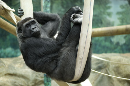 Silverback Gorilla