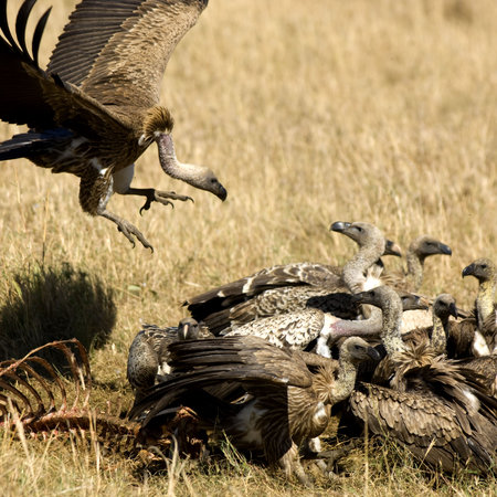  vulture at Masai mara Kenyaの写真素材
