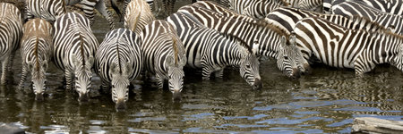 Herd of zebra at Masai mara Kenyaの写真素材