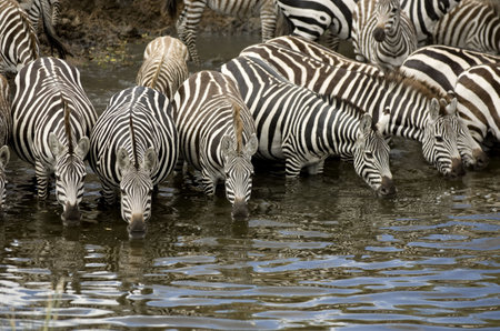 Herd of zebra at Masai mara Kenyaの写真素材