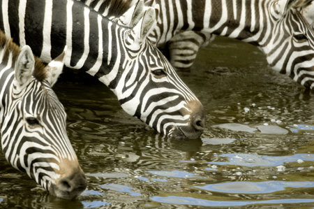 Herd of zebra at Masai mara Kenya