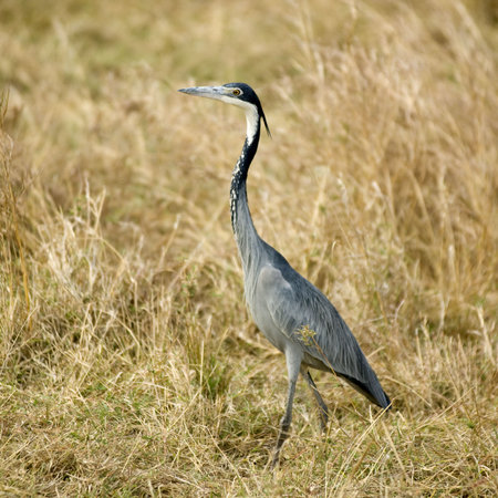 Heron Masai mara Kenyaの写真素材