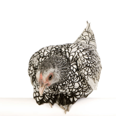 Sebright Bantams in front of a white backgroundの写真素材