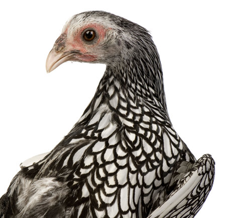 Sebright Bantams in front of a white backgroundの写真素材