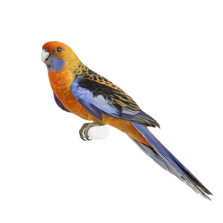 Crimson Rosella - Platycercus elegans in front of a white background