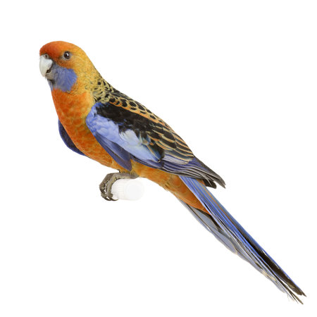 Crimson Rosella - Platycercus elegans in front of a white backgroundの写真素材