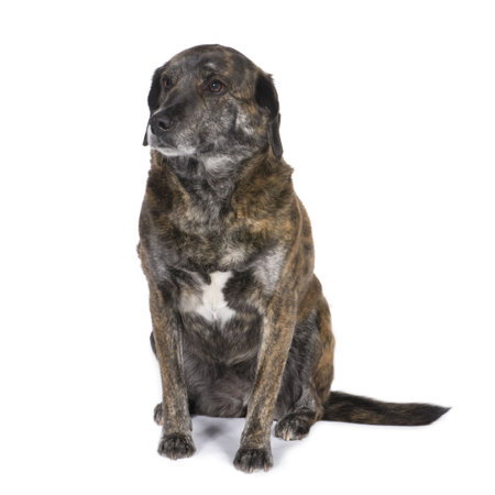 Bastard (4 years) in front of a white backgroundの写真素材