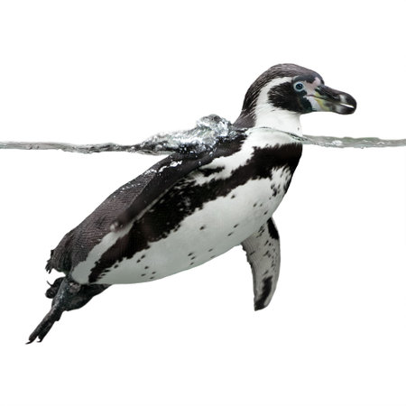 Humboldt Penguin isolate on whiteの写真素材