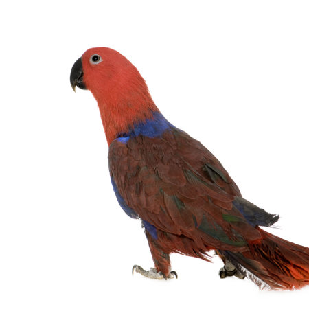 Eclectus Parrot - Eclectus roratus (1 years) in front of a white backgroundの写真素材