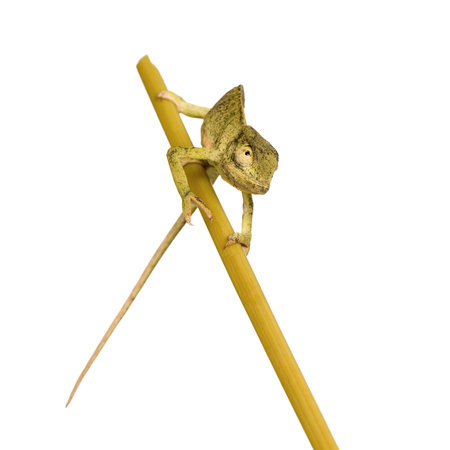 Chameleon Chamaeleo gracilis or dilepis in front of a white background, we bought him at the Voodoo market in Benin, he has black marks on his nose that come from the captivity conditions. He was released in the nature after the shooting.の写真素材