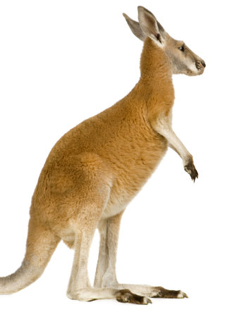 young red kangaroo (9 months) - Macropus rufus in front of a white backgroundの写真素材