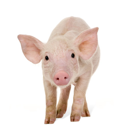 Young Pig (+/-1 month) in front of a white backgroundの写真素材