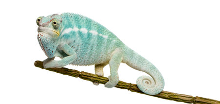 Young Chameleon Furcifer Pardalis - Nosy Be (7 months) in front of a white backgroundの写真素材