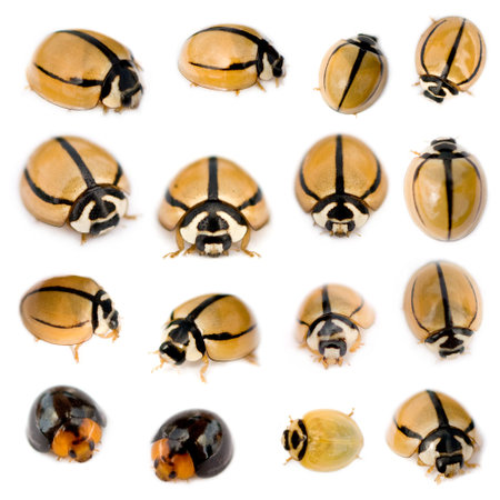 Stripped, black and yellow Ladybirds in front of a white backgroundの写真素材