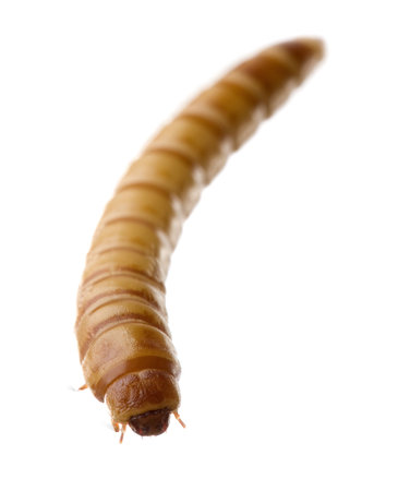 Larva of Mealworm - Tenebrio molitor in front of a white backgroundの写真素材