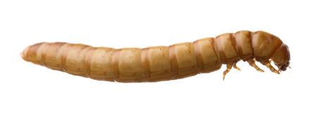 Larva of Mealworm - Tenebrio molitor in front of a white background