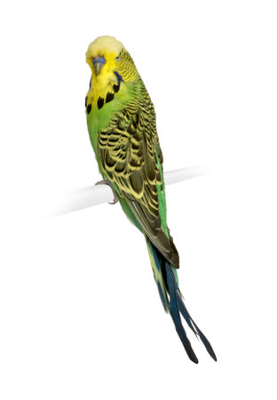Budgerigar in front of a white backgroundの写真素材